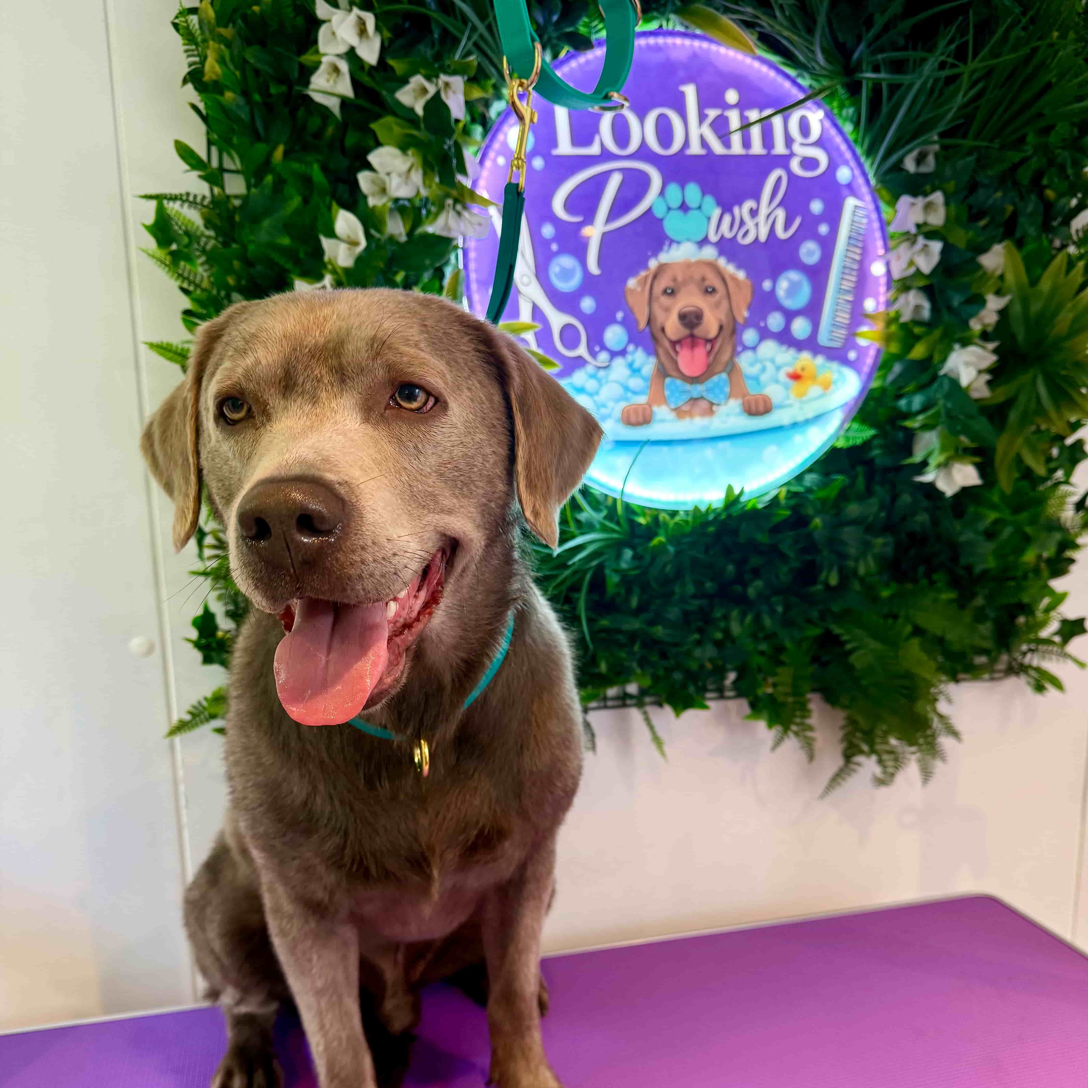 Dog with logo